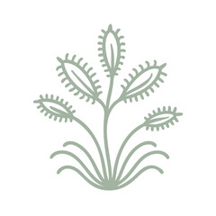 Minimalist Sundew Drosera Spathulata Illustration