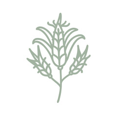 Sturt Desert Pea Line Art Illustration