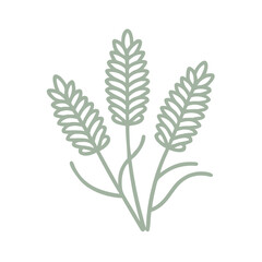 Minimalist Tall Mulla Mulla Illustration