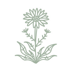 Senecio Magnificus Line Art Illustration