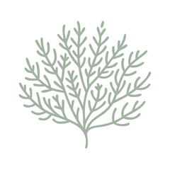 Wedding Bush Ricinocarpos Pinifolius Vector Illustration