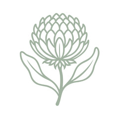 Minimalist Waratah Flower Line Art Illustration