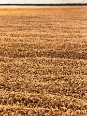 Islay, Scotland’s whisky haven, blends rugged natural beauty with pristine seas and abundant birdlife. Known for peaty single malts and serene coastal landscapes, it’s a gem for nature and spirits-the