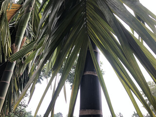 Close-Up View of Palm Tree Leaves