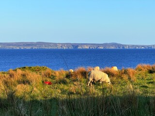 Islay, Scotland’s whisky haven, blends rugged natural beauty with pristine seas and abundant birdlife. Known for peaty single malts and serene coastal landscapes, it’s a gem for nature and spirits-the