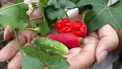 Hand holding Coccinia grandis fruit. Also known as scarlet gourd, ivy gourd, buah kowai,...