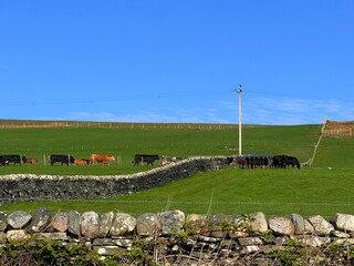 Islay, Scotland’s whisky haven, blends rugged natural beauty with pristine seas and abundant birdlife. Known for peaty single malts and serene coastal landscapes, it’s a gem for nature and spirits-the