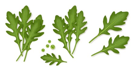 Fototapeta premium Fresh Arugula Leaves on White Background for Salad Ingredient