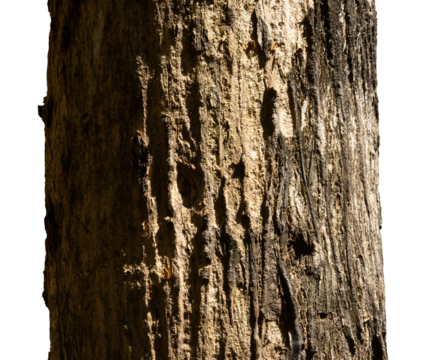 old tree bark texture isolated