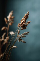 Obraz premium Dried Grass Stalks: A Serene, Moody Botanical Study