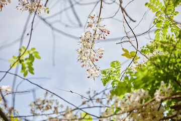Close-up of Wishing Tree blooming on branch