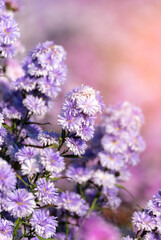 Vertical Purple Pastel margaret flower floral soft nature blossom blurred background. Pastel violet romance bloom spring. Magenta petals blossom botanical garden. Vertical violet floral wildflower