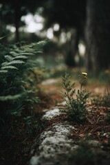 Fototapeta premium Solitary Wildflower: A Moody Forest Path Scene