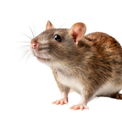 Close-up of a Charming Rat , isolated on white background png