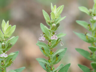 Blooming plant of Ajuga laxmannii in late spring