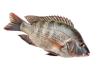 A fish with a red stripe on its tail. The fish is swimming in the water