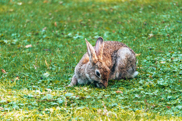 cute view bunny brown gray rabbit in the grass eating