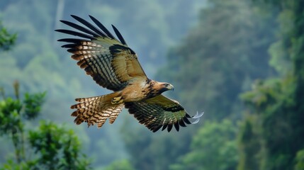 The extremely rare Javan Hawk-eagle soars above the Indonesian rainforest, background wallpaper AI generated image