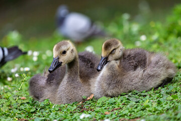 Canadian goslings on grass field