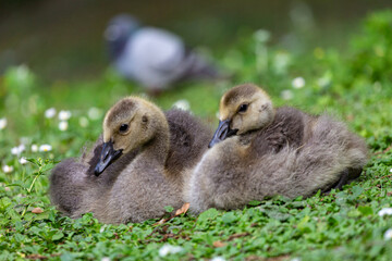 Canadian goslings on grass field
