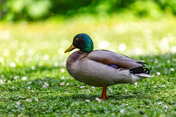 Duck walking on grass field