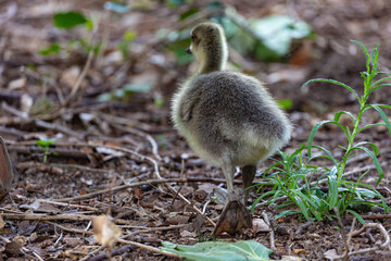Canadian gosling on grass field