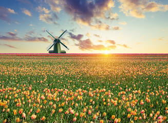 Landscape with tulips, traditional dutch windmills and houses near the canal in Zaanse Schans, Netherlands, Europe . High quality photo