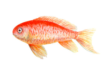 Watercolor illustration of a goldfish with orange and yellow scales, hand painted in a realistic style. Suitable for designs related to water, fish, summer, nature or childhood themes.