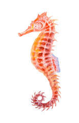 Watercolor illustration of a colorful seahorse with intricate texture. Looks like a magical sea creature, fantasy animal, toy, or marine charm. Could symbolize luck and imagination.