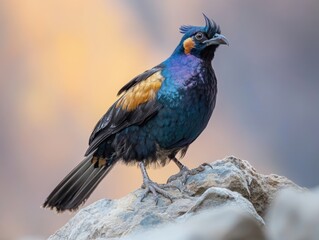 Colorful bird perched on a large rock in the mountains during a sunny day showcasing vibrant feathers and natural beauty
