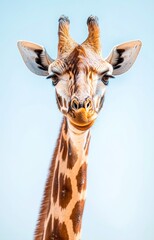 Obraz premium giraffe