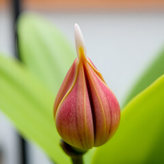 The bud of the Orchid flower continues to develop. This is the fourth in a series of images showcasing its opening; this orchid is a tropical exotic that thrives in homes and greenhouses.