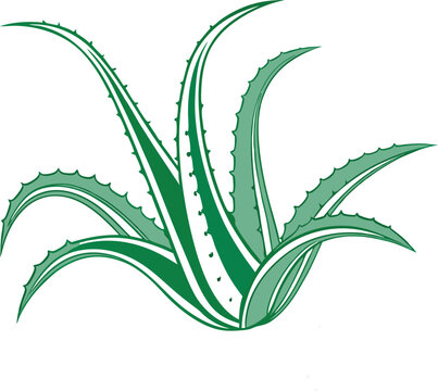 green aloe vera plant on white clip art preview