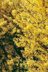 blossoming forsythia shrub at spring