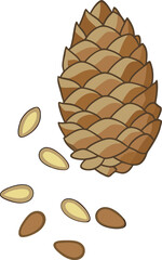 pine cone seeds vector illustration
