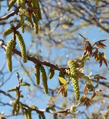 Walnut tree-Juglans regia male catkins and female  flowers at spring