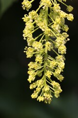 inflorescence yellow flowers of sycamore maple tree