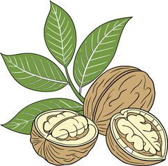 walnut vector icon on white background