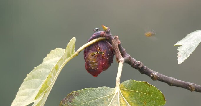 Footage of rotting fruit on a fig tree and insects flying around it.