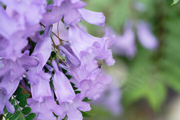 Jacaranda flowers on a branch