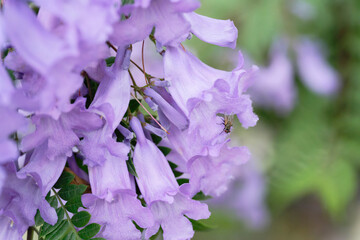 Jacaranda flowers on a branch