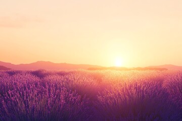 Obraz premium Lavender field at sunset with vibrant colors