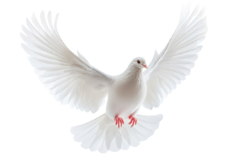 White dove flying freely through the air perfectly displayed on a crisp white transparent background