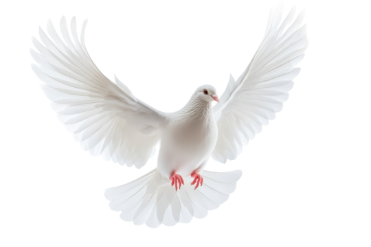 White dove flying freely through the air perfectly displayed on a crisp white transparent background