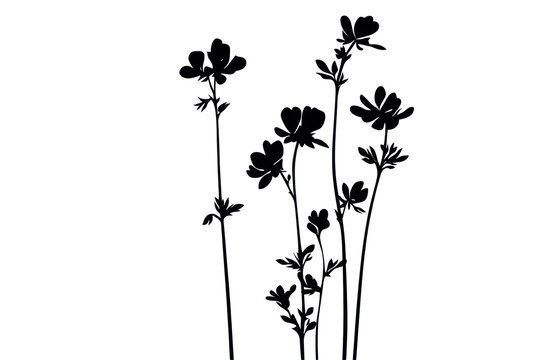 Wildflower alfalfa silhouette illustration displayed in transparent PNG format isolated on clean white background