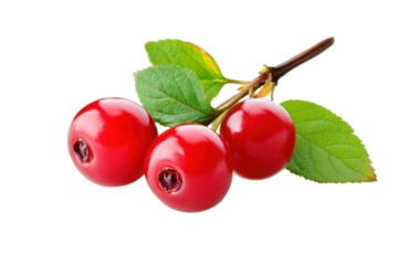 Winterberry cherry fruit isolated in transparent PNG format with clear white background for easy use