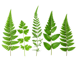 Isolated plants on white background.
