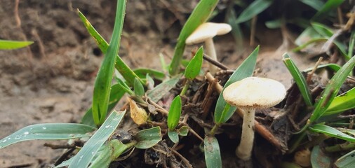 Small poisonous mushrooms grow in nature after the rain.