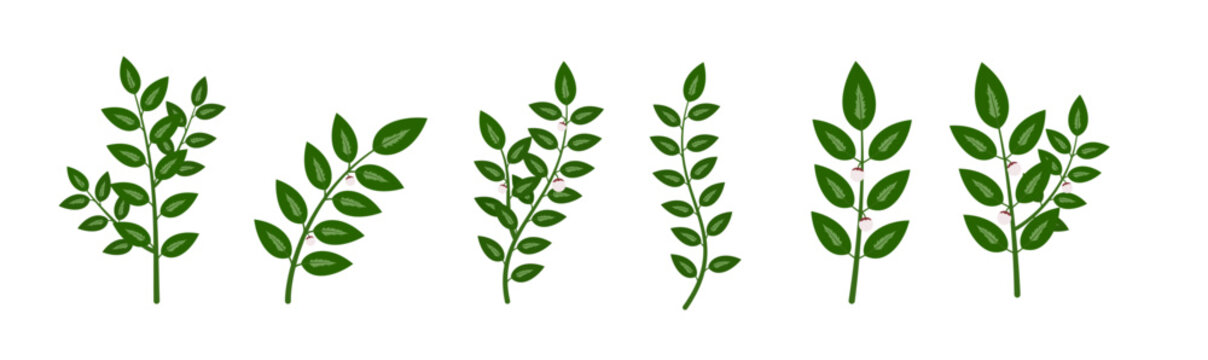 Katuk Leaf Vector Illustration (Sauropus androgynus) &ndash; Herbal Plant Clipart for Health and Nature Designs