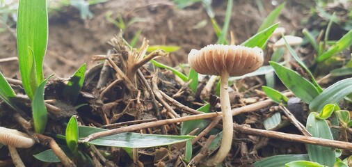 Small poisonous mushrooms grow in nature after the rain.